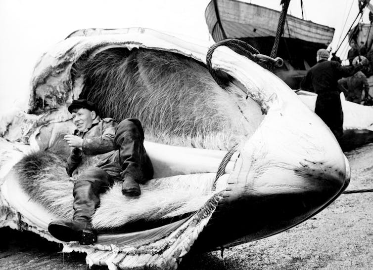 A man reclines on a beach inside the upper jaw of a whale, lined with baleen plates.