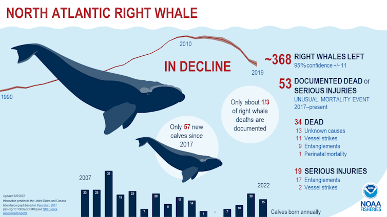 Graphic showing number of whale calves born yearly 2007-2022.