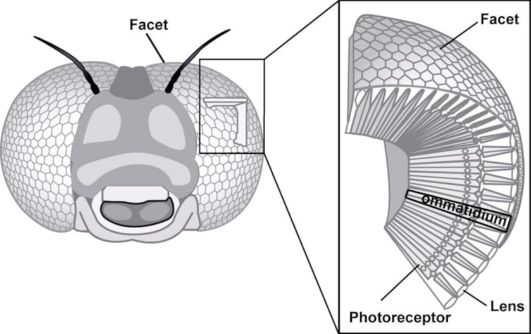 An illustration of a fly eye, showing tiny hexagonal facets and the photoreceptor layer under these facets.