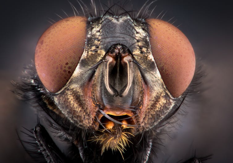 What Do Flies See Out of Their Compound Eye?