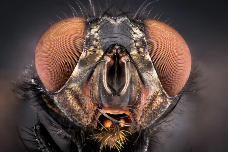 Close up of a fly's face and eyes.