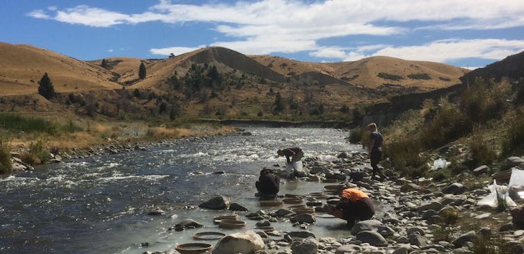 Palaeontologists sieving for fossils in the Manuherikia River, near Saint Bathans.