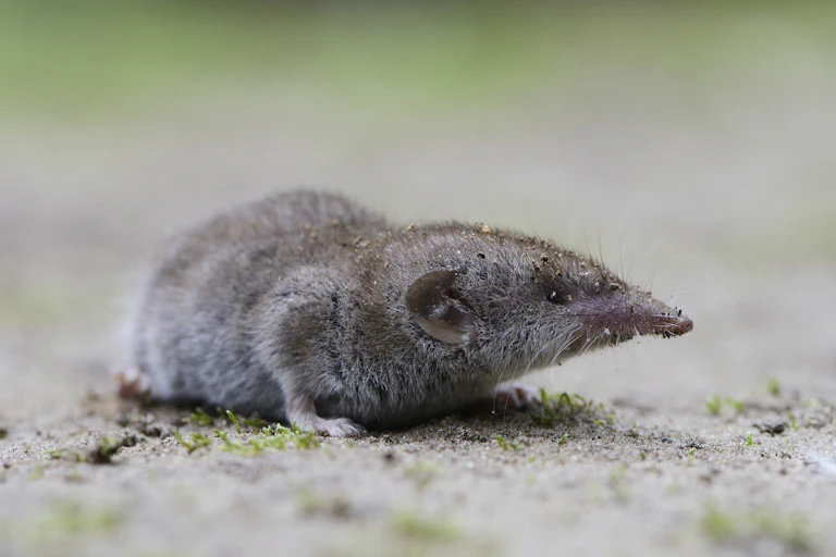 Shrew, genus Crocidura