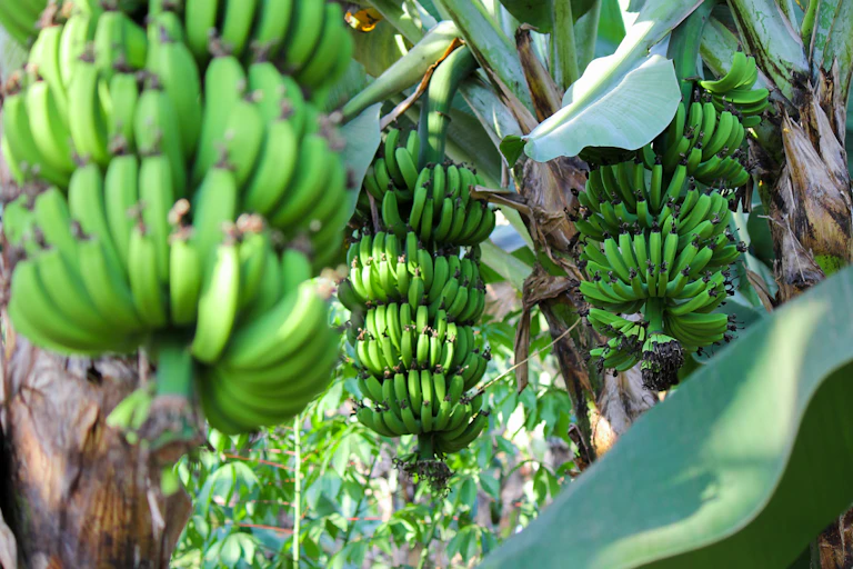 Shot of East African Highland banana