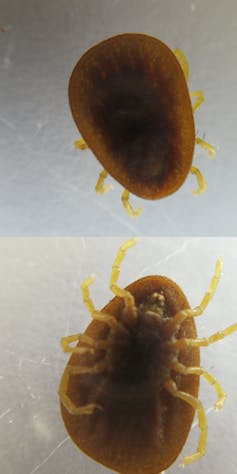 Photographie d’une tique molle appartenant au genre Argas (face dorsale en haut, face ventrale en bas).