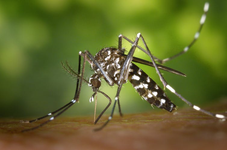 Photo du moustique tigre Aedes albopictus en train de piquer une peau humaine.