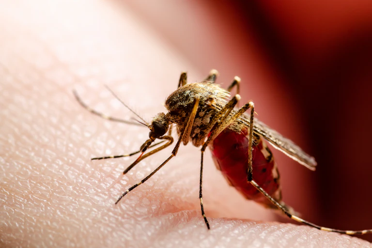Photo d’un moustique en train de piquer