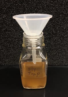 A simple home-made fruit fly trap