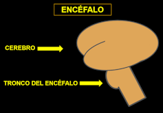 Esquema del encéfalo, cerebro y tronco del encéfalo.
