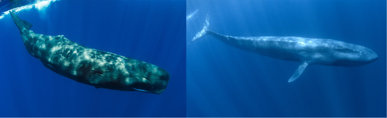 Sperm whales (left) and blue whales (right)
