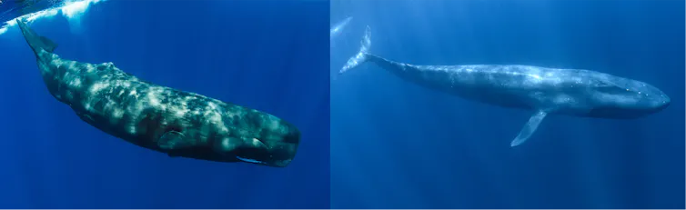 Sperm whales (left) and blue whales (right)