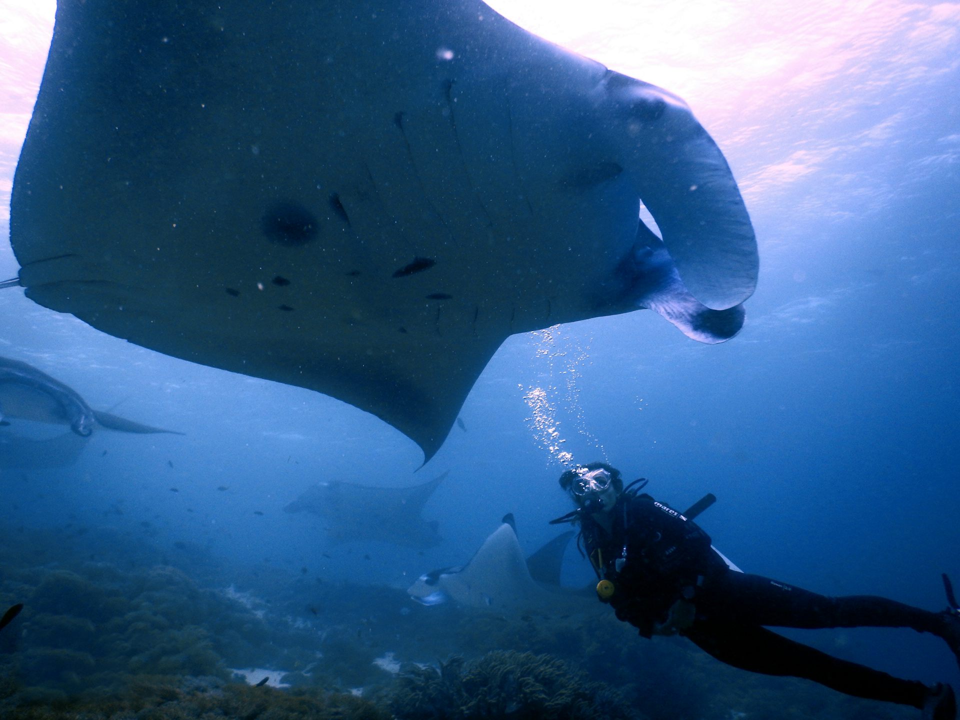 A scuba diver at the bottom of the sea looking up at a large manta ray