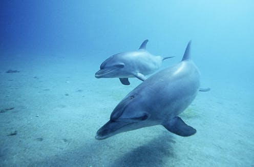 Dolphins use signature whistles to represent other dolphins – similarly to how humans use names