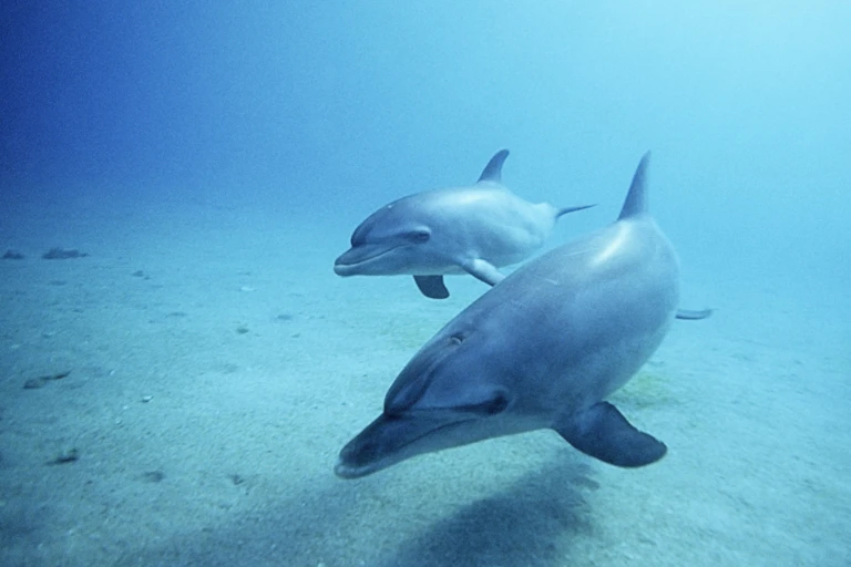 Two dolphins underwater.
