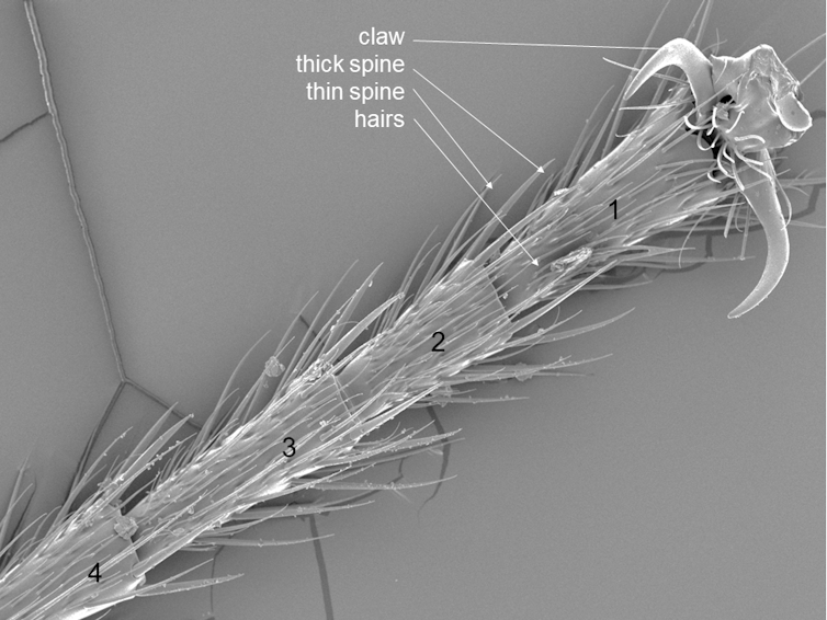 A microscopic view of an ant's foot, with segments numbered. Labeled are claw, thick spine, thin spine and hairs.