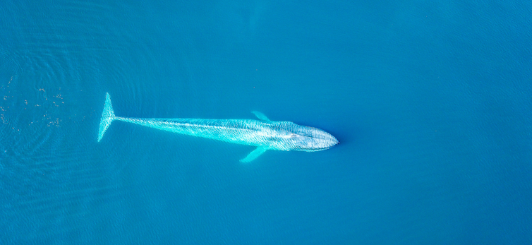 Aerial view of a blue whale