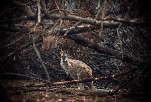 kangaroo in burnt bush
