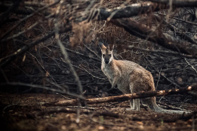 kangaroo in burnt bush