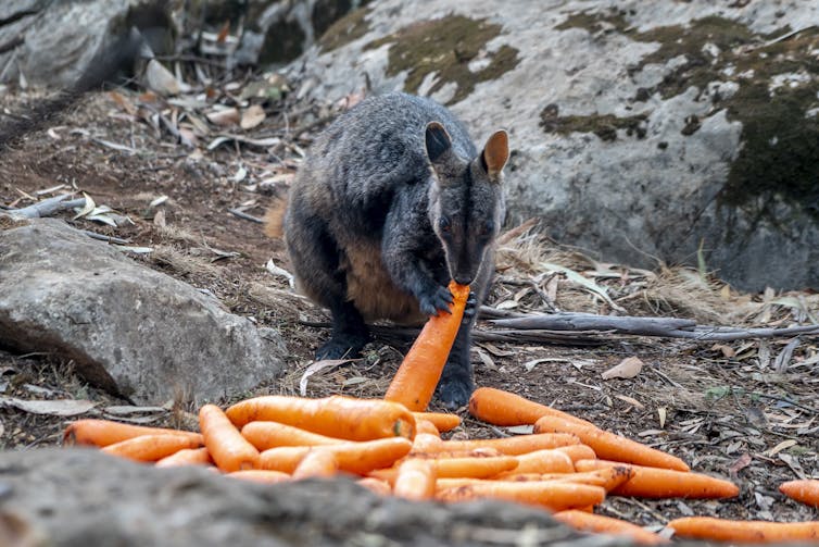 wallaby eats carrot
