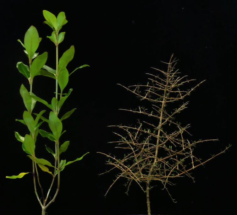 The broad-leaved _Coprosma robusta_ or karamu (left) and the closely-related divaricate _C. propinqua_ or mingimingi (right).
