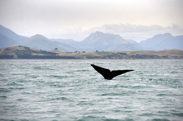 A fluke of a diving sperm whale.