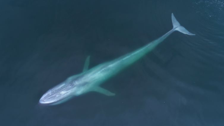 An aerial view of a blue whale
