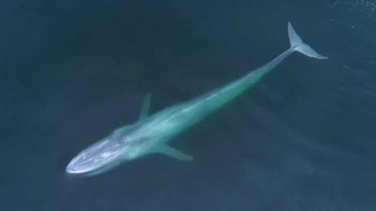 An aerial view of a blue whale