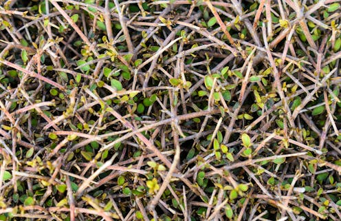 How the Ice Ages spurred the evolution of New Zealand’s weird and wiry native plants