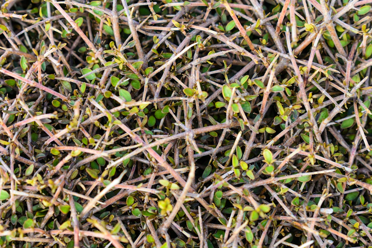 A divaricating shrub in New Zealand