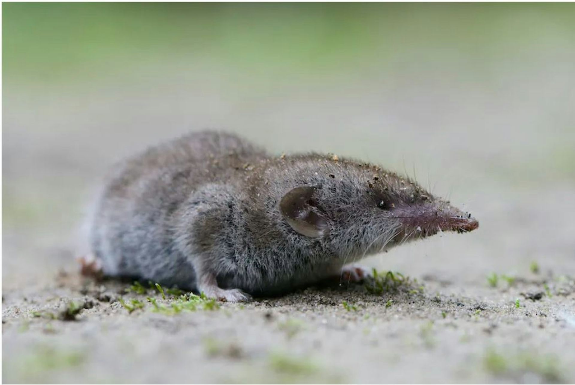 Apa virus Langya baru ini? Apakah kita perlu khawatir?