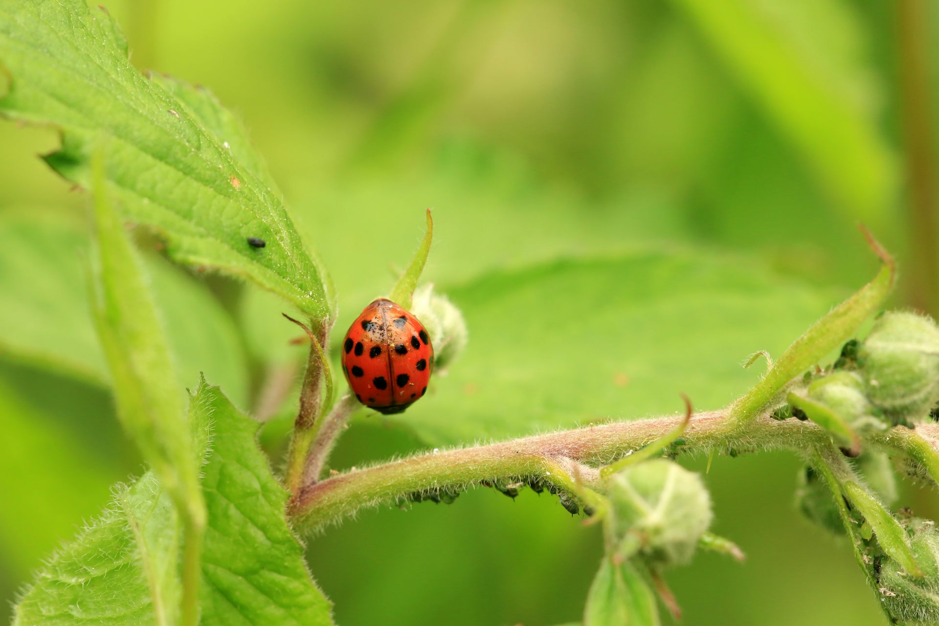 Le biocontr le pour remplacer les pesticides de la difficult de