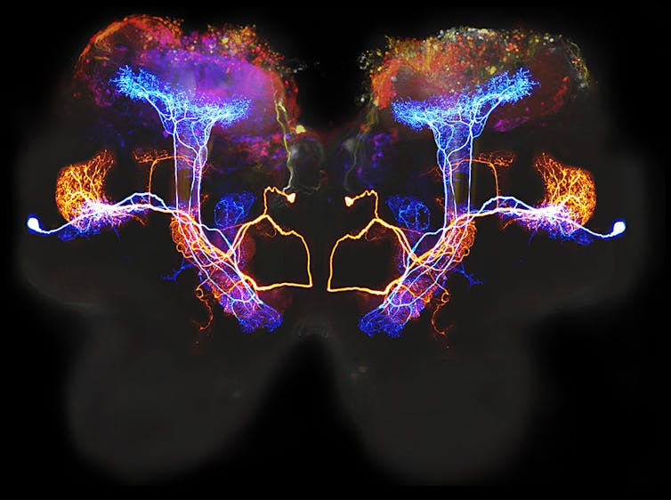 Image colorée de neurones