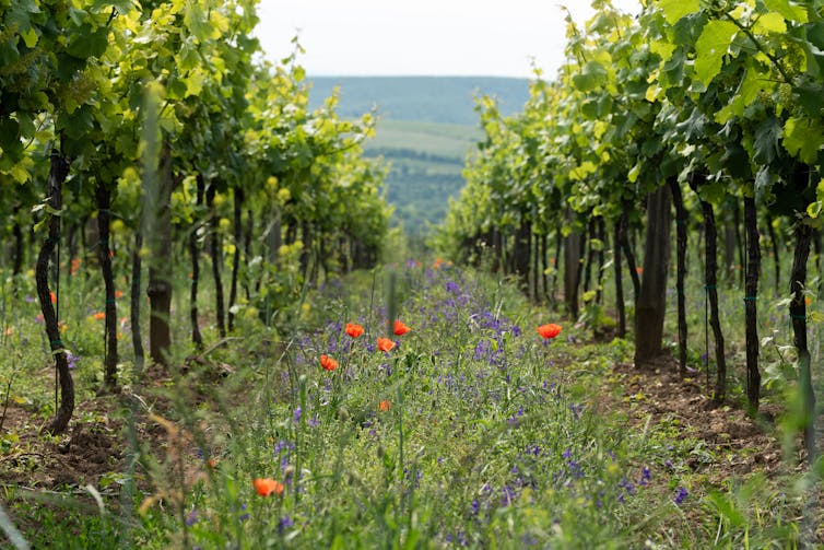 A strip of wildflowers between rows of vines.