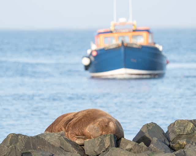 A walrus on rocks by the sea