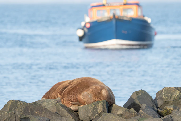A walrus on rocks by the sea