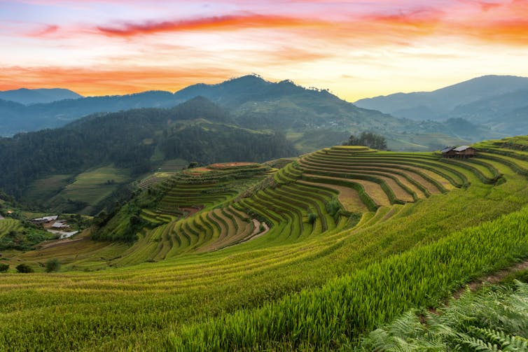 A hillside with flat terraces.