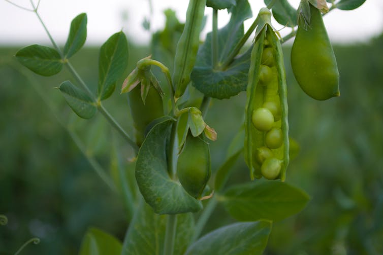 Green pea pods on a bush.
