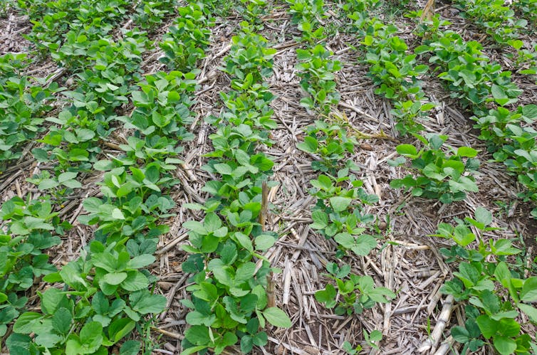 Rows of green, leafy plants separated by wood-strewn soil.