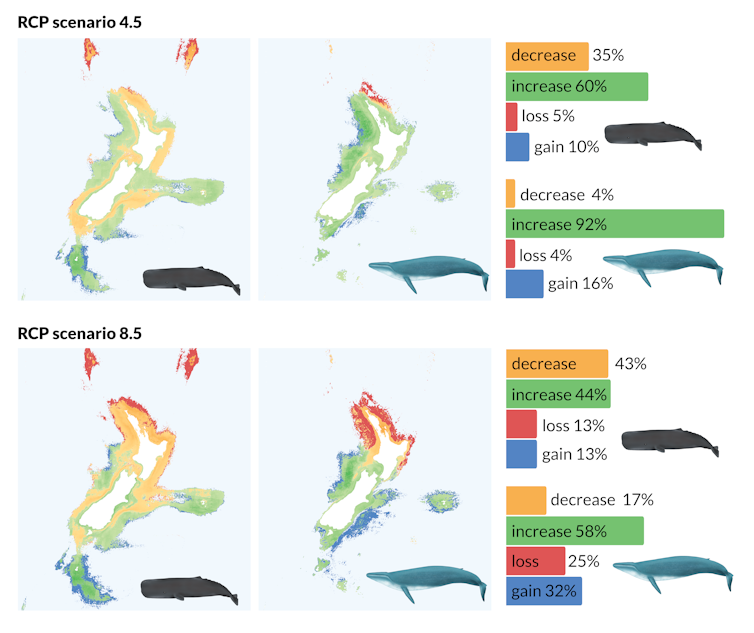 Projected change in habitat suitability by 2100, for sperm (left panels) and blue (right panels) whales under two IPCC climate scenarios: modest mitigation (RCP4.5) and no mitigation (RCP8.5). Percentages are expressed as relative to each species' present