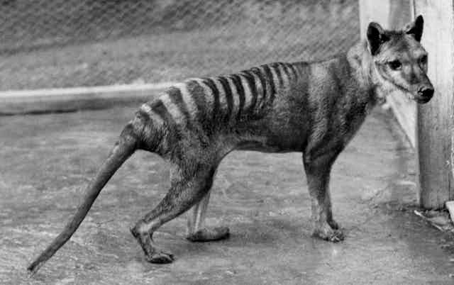 Black and white image of a striped dog-like animal