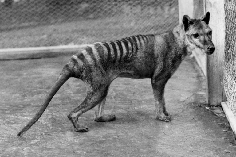 Black and white image of a striped dog-like animal