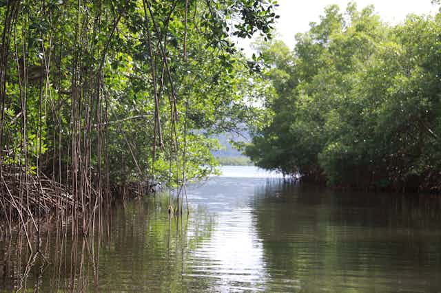 mangrove vue de bateau