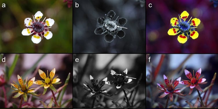 Il nettare di questi fiori è invisibile all'occhio umano. Tuttavia, appare come un segnale in luce