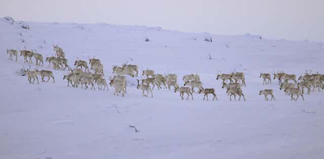 Caribou walk through snow