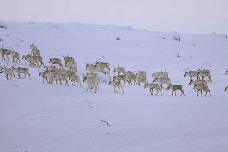 Caribou walk through snow