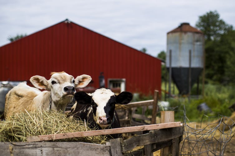 Two cows look over a wooden hay trough with a barn in the background.
