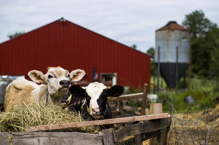 Two cows face a wooden hay trough with a barn in the background.