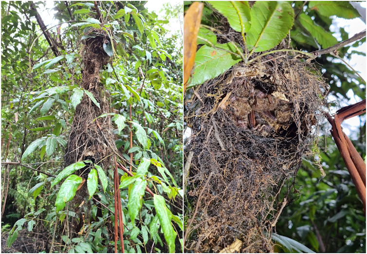 bat roost in nest