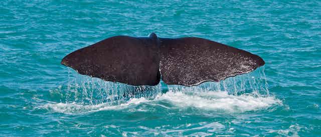 Fluke of a sperm whale 