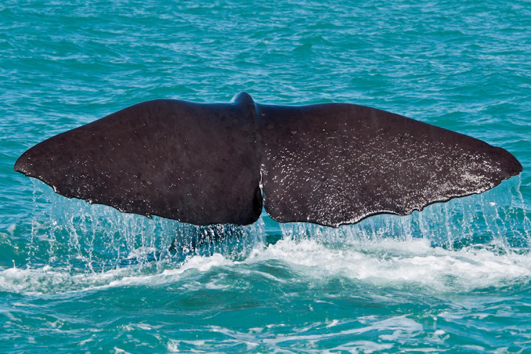 Fluke of a sperm whale